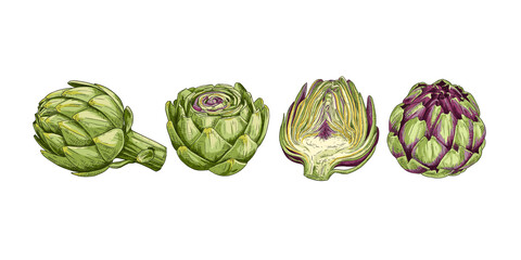 Hand drawn fresh whole artichoke and cut in half. View from different angles. Vector illustration isolated on white background.