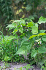 Beautiful bean flowers growing in the garden	