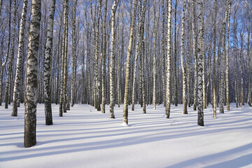 Beautiful winter forest, birch trees stand in the forest after a snowfall, shadows from the sun on the snow