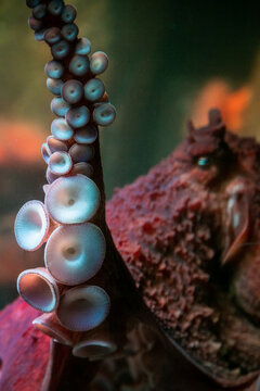 The eye and suckers of a Giant Pacific Octopus (Enteroctopus dofleini).