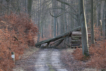umgestürzter Baum über einen Waldweg nach einem starken Sturm