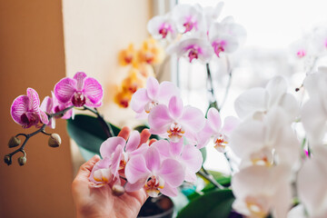 Woman enjoys orchid flowers on window sill. Girl taking care of home plants. White, purple, pink,...