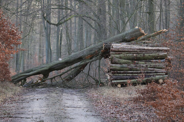 umgestürzter Baum über einen Waldweg nach einem starken Sturm