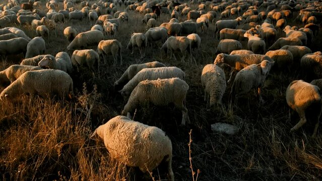 Herd of sheep and goats grazing in a rural meadow at sunset during transhumance