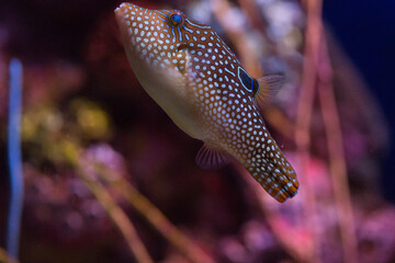 Blowfish and corals in the ocean and in the aquarium.