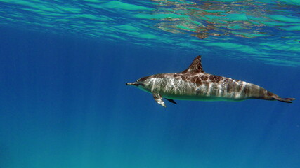 Dolphins. Spinner dolphin. Stenella longirostris is a small dolphin that lives in tropical coastal waters around the world.  © Vitalii6447