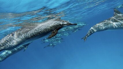 Dolphins. Spinner dolphin. Stenella longirostris is a small dolphin that lives in tropical coastal...