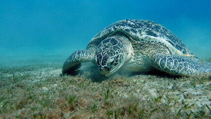 Fototapeta premium Big Green turtle on the reefs of the Red Sea.