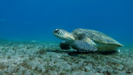Obraz premium Big Green turtle on the reefs of the Red Sea.