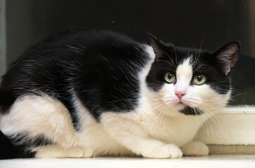 scared black and white domestic cat - 484385472