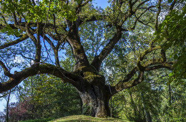 Fototapeta na wymiar Farnia (Quercus Robur) - Sterpo di Bertiolo - Italy