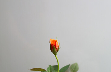 half-blown spring orange rose bud on a light background