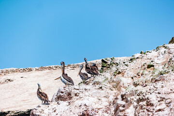 Peruvian pelicans at the Ballestas Islands in Peru - 484385875