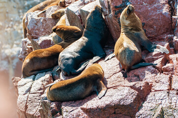 South American sea lions at the Ballestas Islands in Peru - 484385877