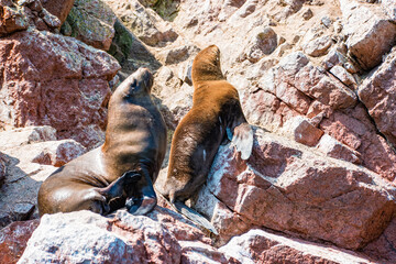 South American sea lions at the Ballestas Islands in Peru - 484385878