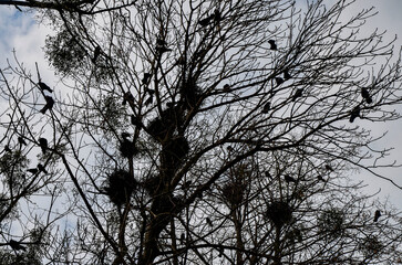 Crows in trees, darkness, halloween, birds. Crows nest
