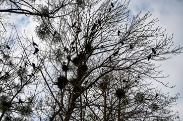 Crows in trees, darkness, halloween, birds. Crows nest