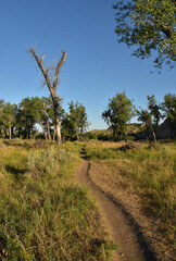 Packed Dirt Hiking Path Through a Remote Area