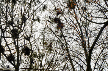 Crows in trees, darkness, halloween, birds. Crows nest