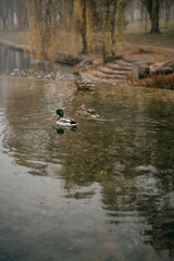 ducks swim in a foggy autumn river