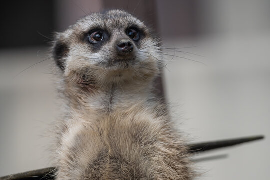 Cute animal meerkat. He is standing and looking something. Upper part of the body.