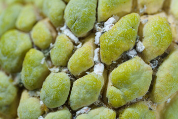 Macro photo of custard apple peel with white fungus