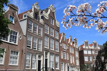 Fototapeta premium Spring time view in Begijnhof in Amsterdam. Cherry blossoms in the Netherlands.