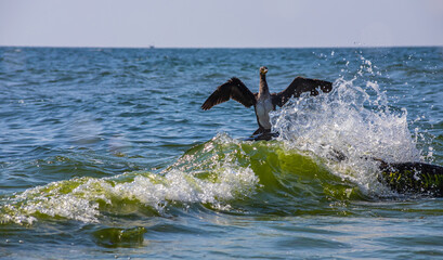Fototapeta premium great cormorant sitting on a rock in the sea