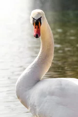 Deurstickers Portrait of white swan © Serjedi