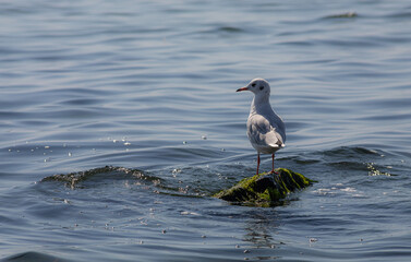 Seagull standing on vibrant green mossy rocks by the sea