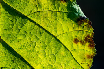 Macro view of green leaf