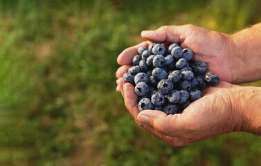 Senior man hands holding heap of fresh cultivated blueberry. Healthy eating and Alzheimer or...