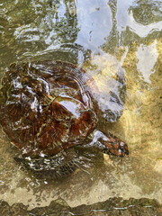 large turtles swim in the water 