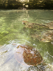 large turtles swim in the water 