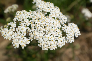 White yarrow flowers, close up. Flowers of yarrow for design or project. A bloom yarrow meadowland for publication, poster, calendar, post, screensaver, wallpaper, postcard, banner, cover, website