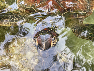 large turtles swim in the water 