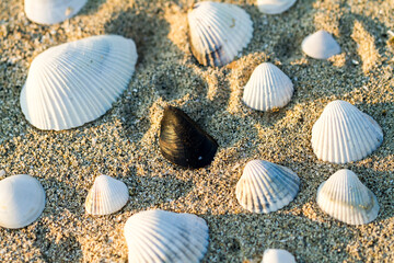 Seashells in sand