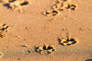 Paw prints in sand