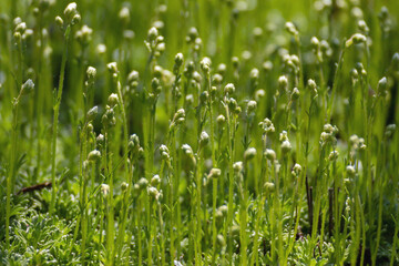 Saxifraga arendsii (Schneeteppich) in the garden. Decor for garden or Alpine slide. Close up, selected focus. Nature background. Gardening or design concept