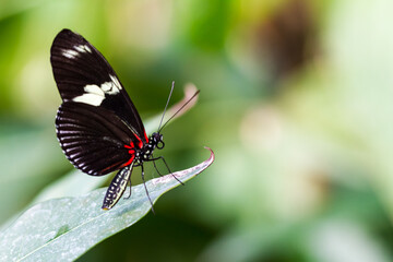 Fototapeta na wymiar Butterfly on green leaf