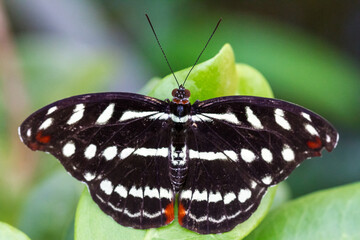 Obraz na płótnie Canvas Black butterfly on a leaf
