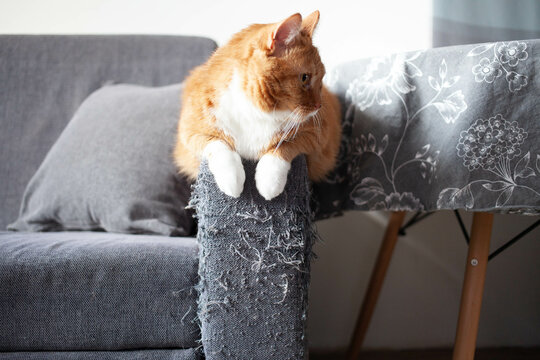 an adult red cat sits on the handle of a gray matting sofa, spoiled by claws. raising pets