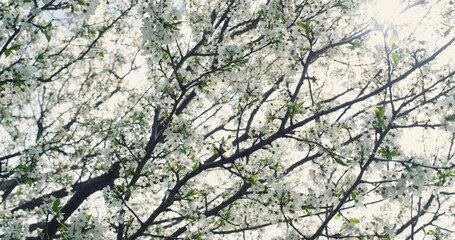 Spring tree branch swaying blowing on wind. White flowers blossoming in garden.