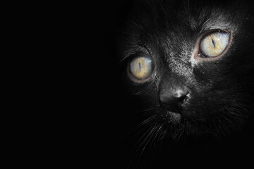  Bright cat eyes on a black background