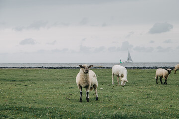 Schafe am Deich an der Elbe