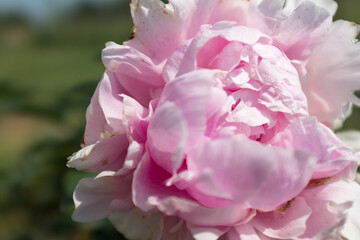 Pink peony bud, close-up. Bright congratulation on the holiday. Delicate peony bud for poster, calendar, post, screensaver, wallpaper, card