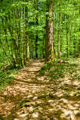 Fototapeta na wymiar Waldweg im Frühling im Wald mit Blat und Lichtspiel am Waldboden braun