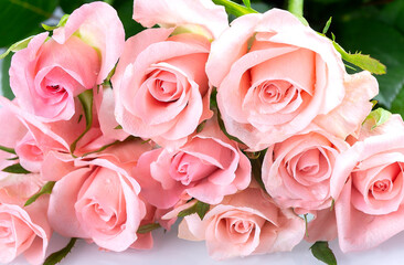 A group of pink roses with water drops, holiday background, mothers day