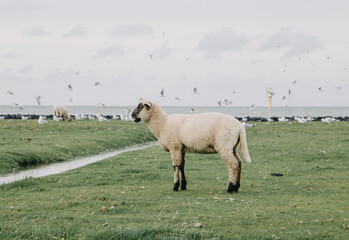 Schaf und Möwen am Deich an der Elbe