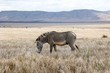 Fototapeta na wymiar Portrait of a rare Grevy's Zebra in Kenya's Borana Conservancy